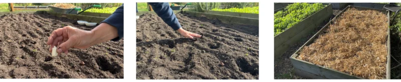 knoflook planten